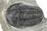 Detailed Gerastos Trilobite Fossil - Morocco #277656-1